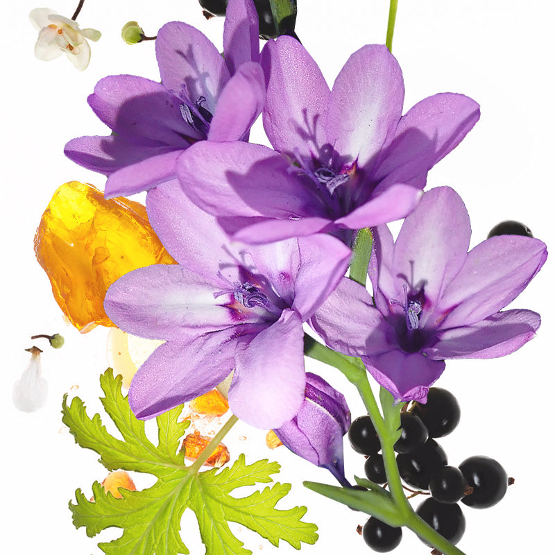50ml KOEC Moon Violet Purple F - Perfume Fragrance Moisturizer review and price